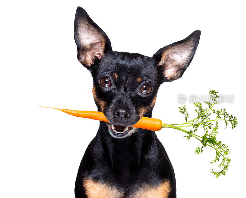 狗嘴里含着健康的素食胡萝卜