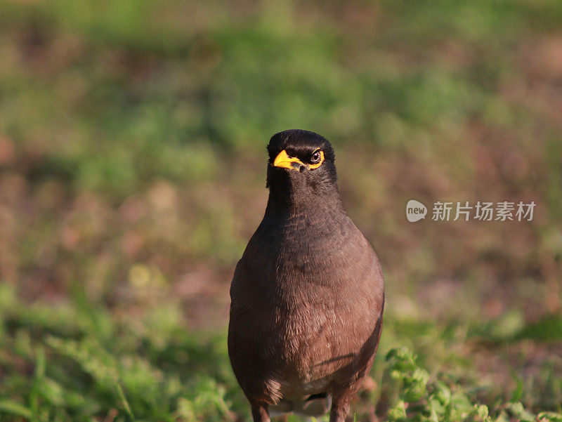 印度只八哥