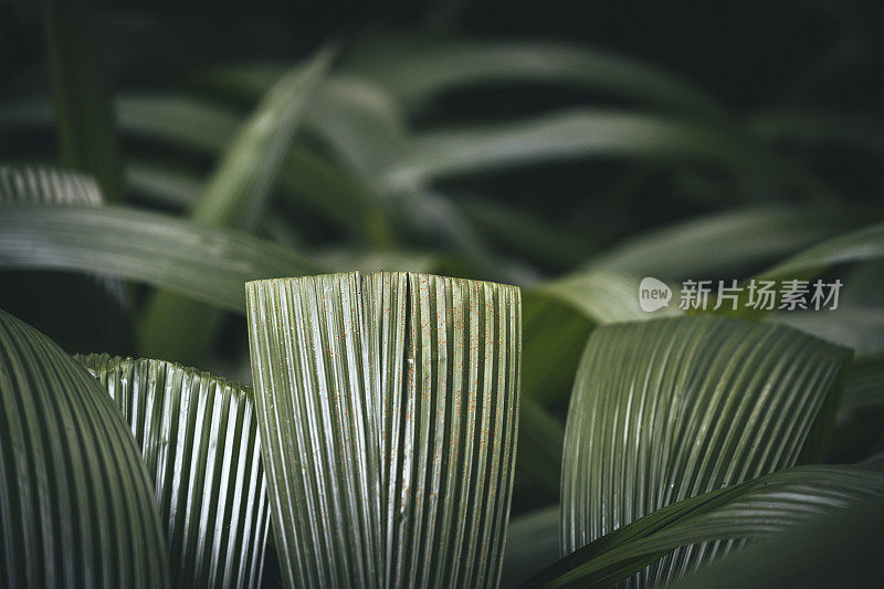 热带雨林中的绿色植物