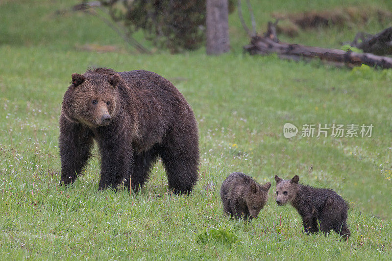 灰熊的母猪和幼崽