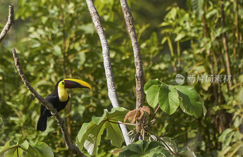 哥斯达黎加太平洋海岸曼纽尔·安东尼奥国家公园的野生红金刚鹦鹉热带鸟
