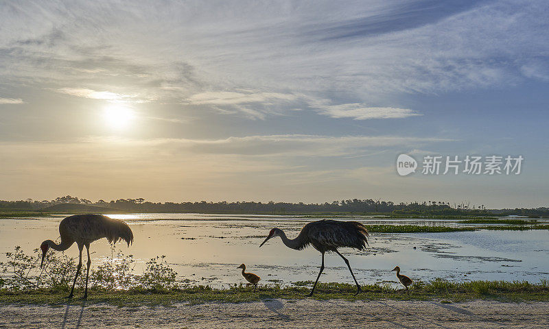 沙丘鹤和小马在日出在奥兰多湿地公园在美国佛罗里达中部