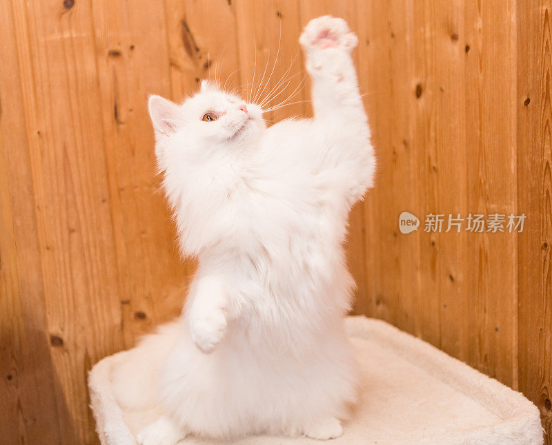 白色小长毛猫举起爪子