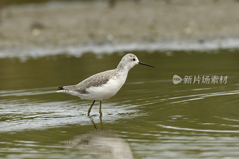 沼泽风笛手