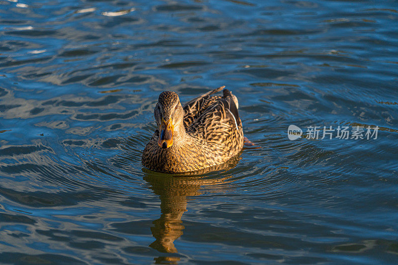 单只母野鸭在湖低水位宏观水位视图