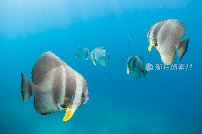 鱼在冲绳清澈的水中游泳