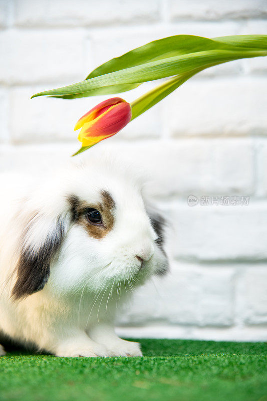 一个白色的兔子和黄红色的郁金香在他的头上的特写。