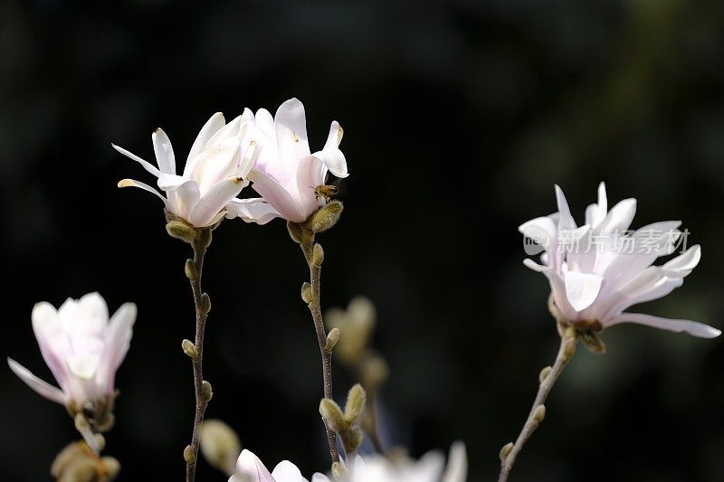 木兰的花