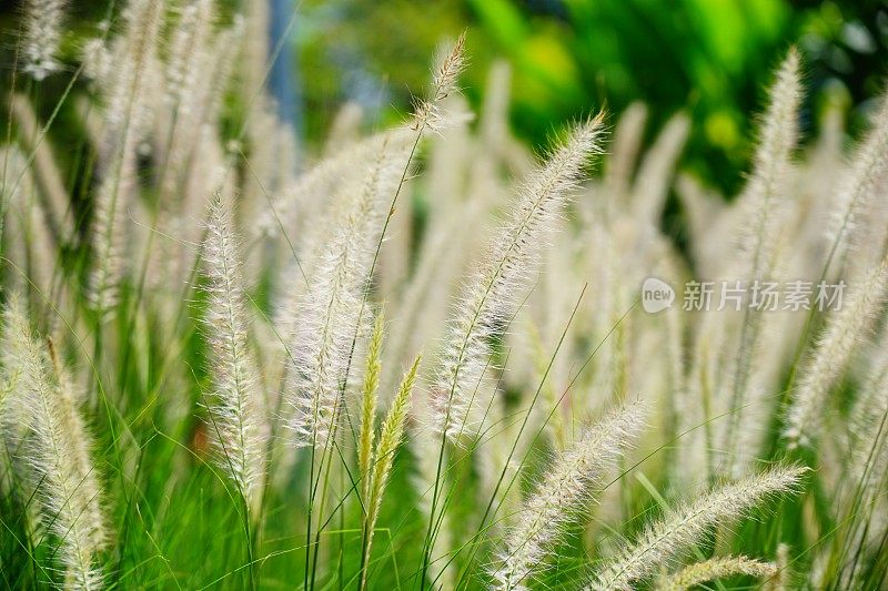 夏天的草地上有花