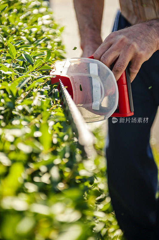 靠近树篱修剪器，将灌木修剪成理想的篱笆