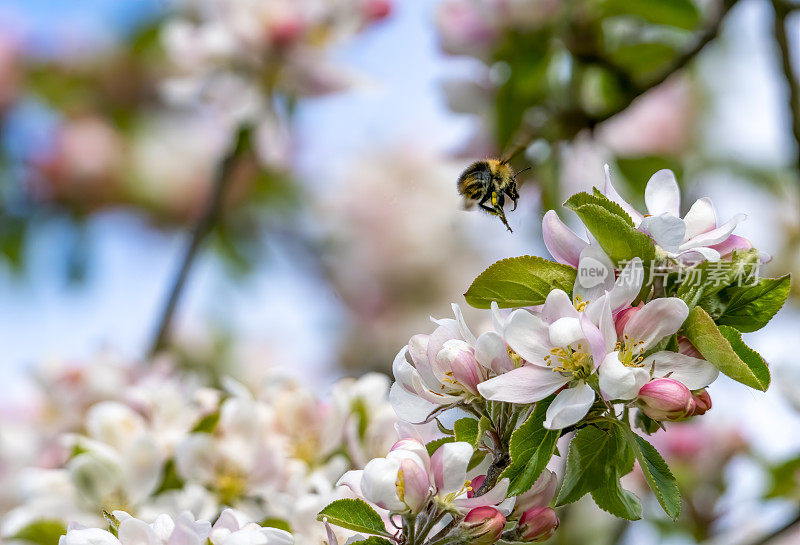 一只大黄蜂飞过苹果花
