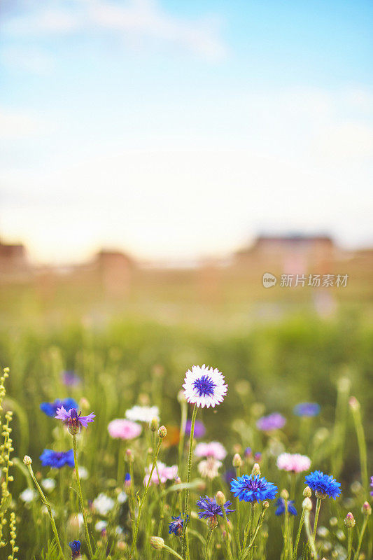 充满活力的野花草地在夏天与散焦的家庭背景