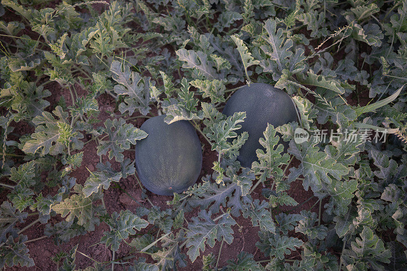 田间黑西瓜的特写