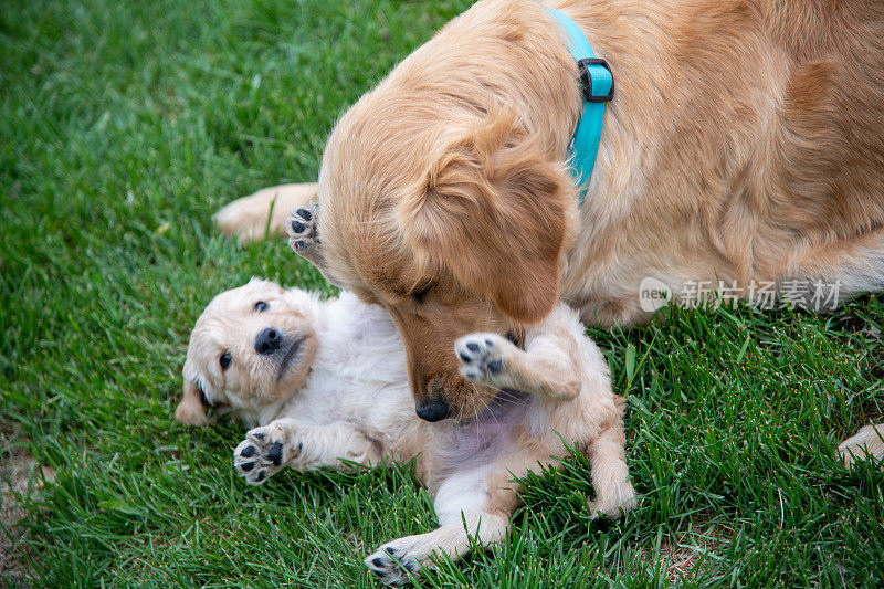 金毛猎犬母亲和一个月大的小狗