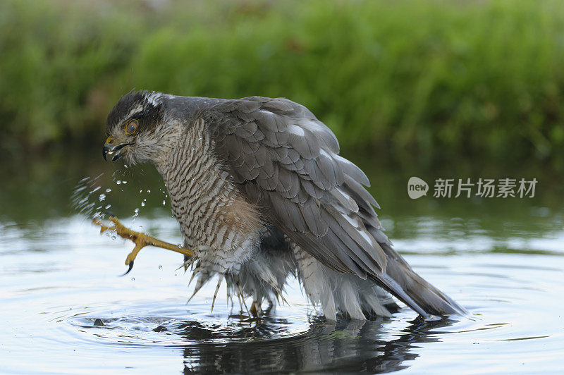 母雀鹰清洗(鹰嘴)