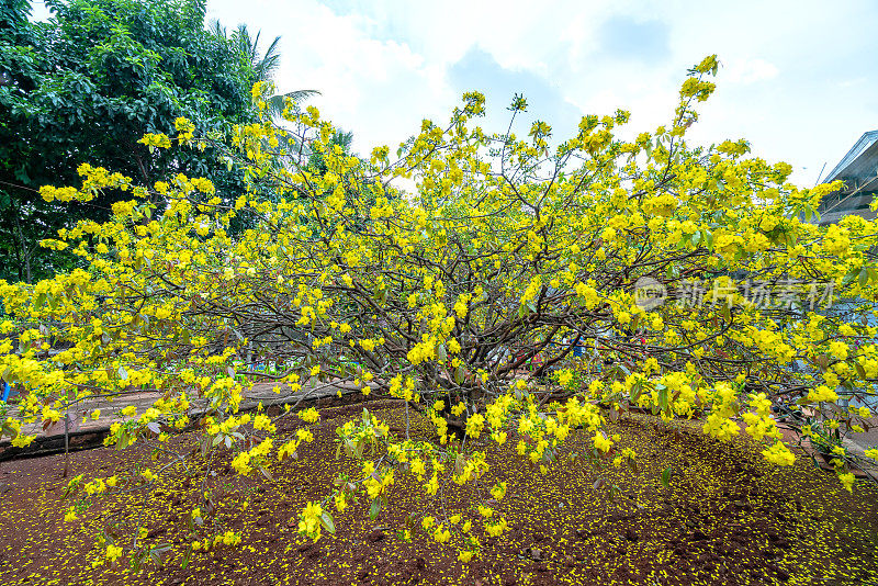 杏树花开花早阳光在农村。