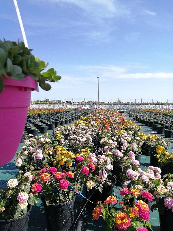 室外苗圃里的花盆