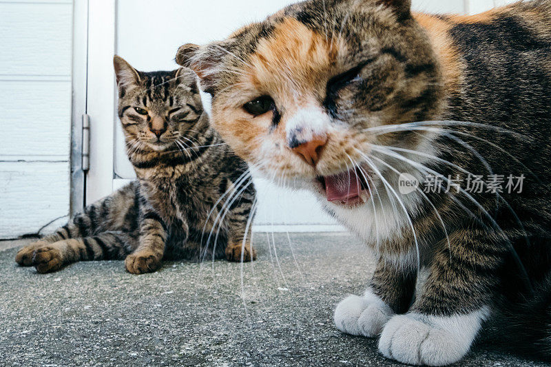 一只眨眼睛，用腿侧着坐的猫，一只打哈欠的猫