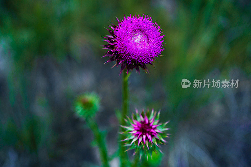 粉红色洋红蓟野花