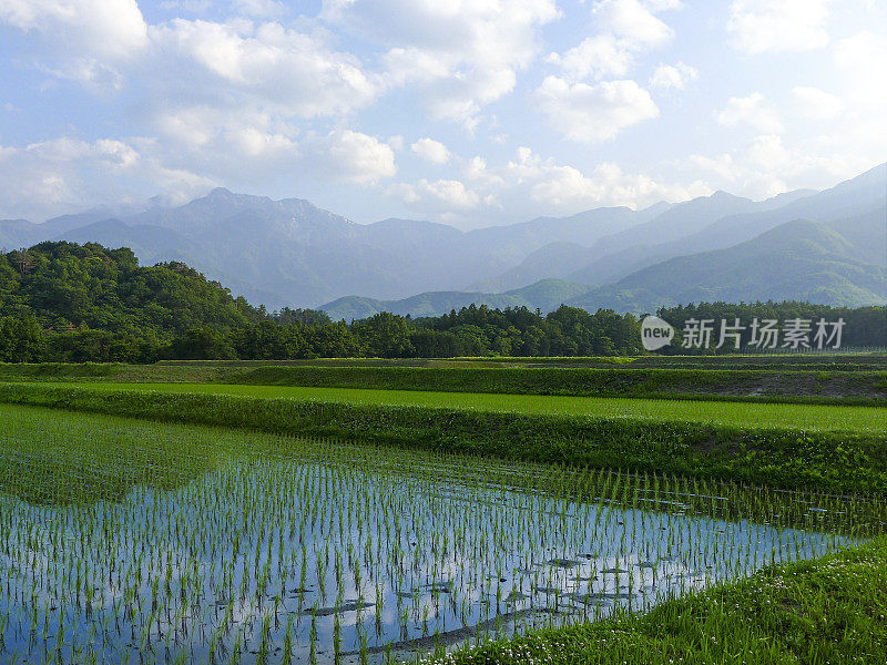 稻田