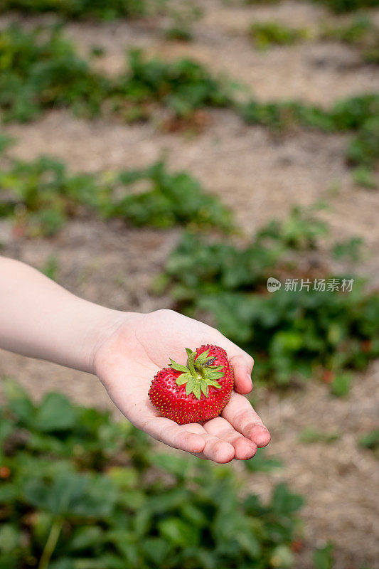 手里拿着草莓