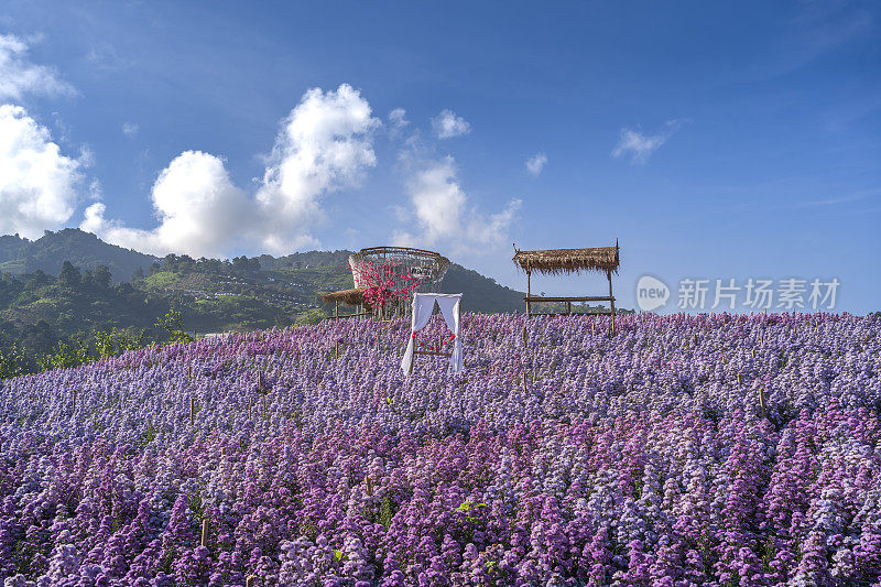 泰国清迈清新的早晨，玛格丽特花田的风景。