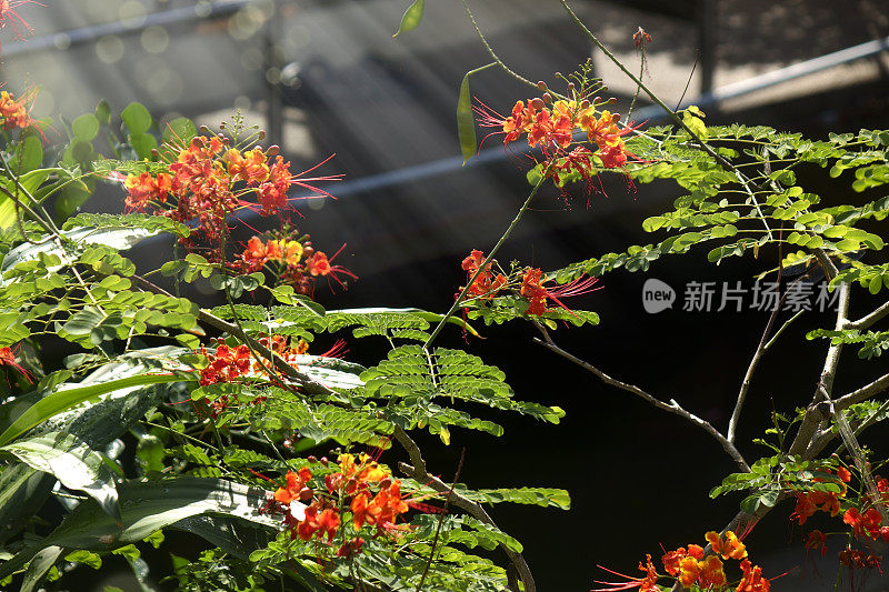 近距离观察花园里五颜六色的热带花朵