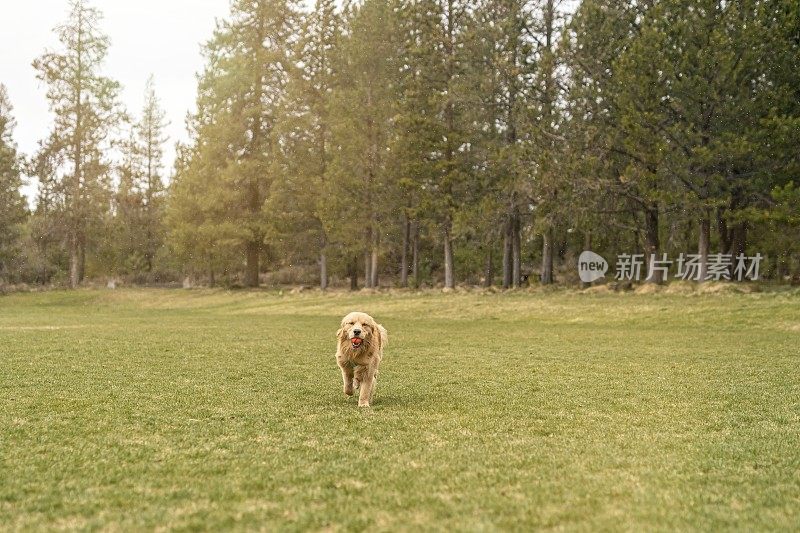 快乐的金毛寻回犬在玩fetch