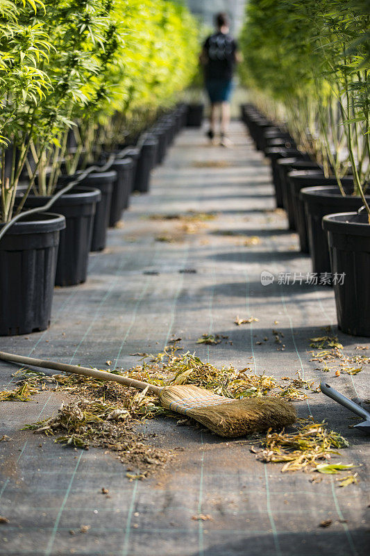 农场工人清扫叶子在大麻农场温室