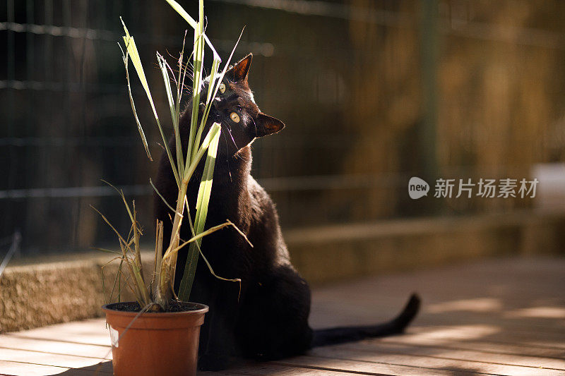 黑猫在玩植物