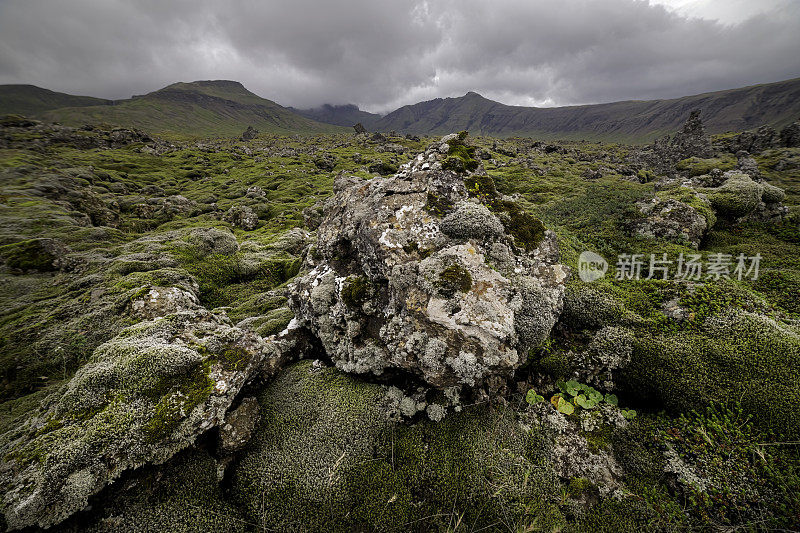 苔藓和地衣，Berserkjahraun冰岛