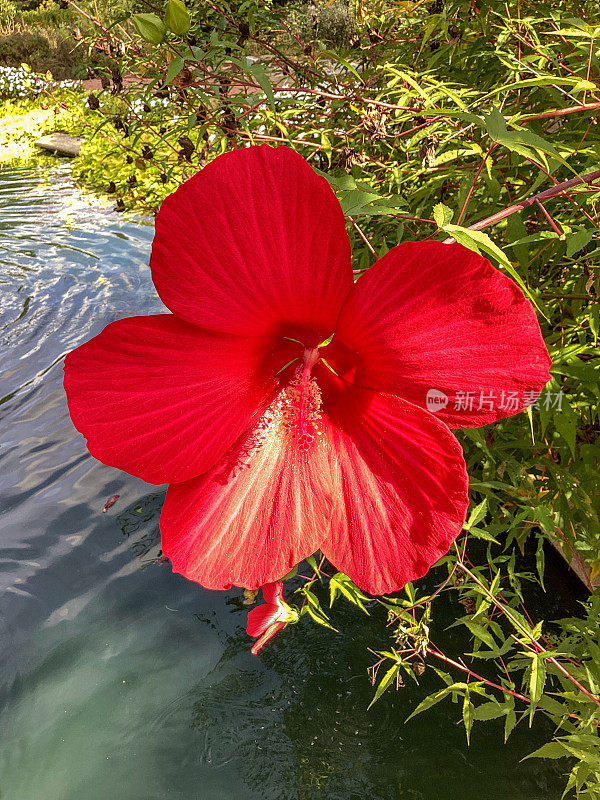 红色的芙蓉花在绿色的背景上。在热带花园