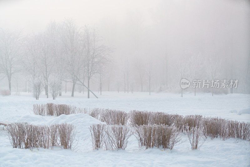 一个有树木和灌木的公园在一个雪天