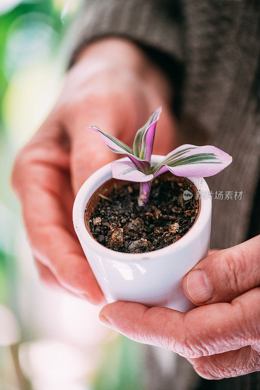 一个女人拿着一株粉红色的叶子植物