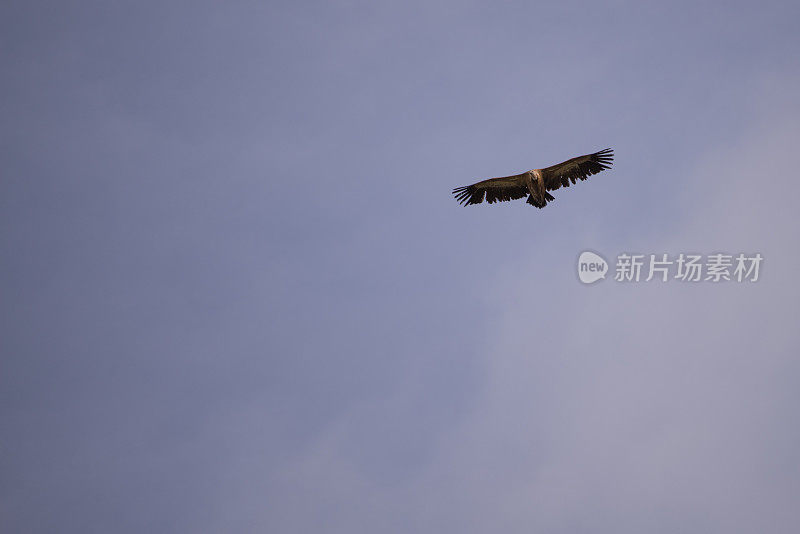 兀鹫在蓝天上飞翔