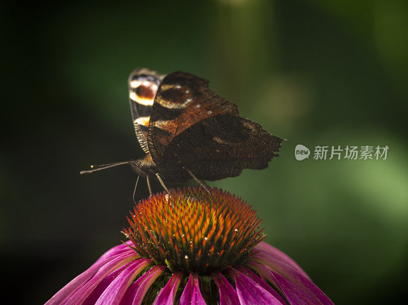 孔雀蝶在松果花上