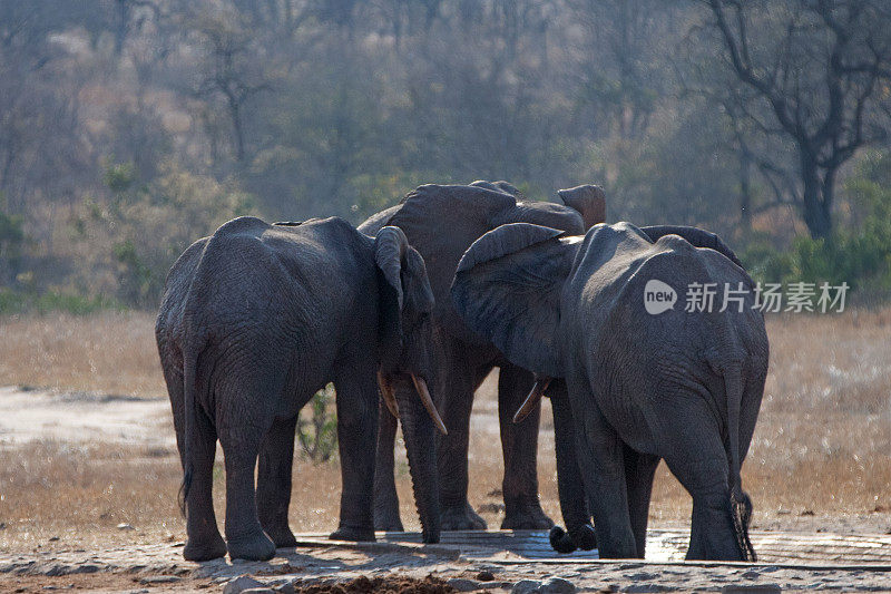 非洲象群聚集在南非克鲁格国家公园的人造水坑旁