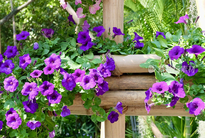 花园里新鲜的紫色矮牵牛花
