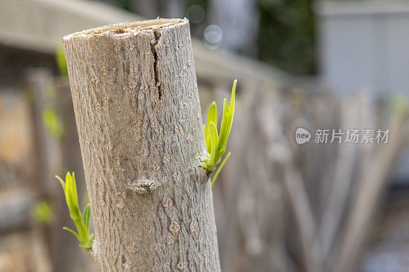 修剪过的树枝的两边长出了两个新芽