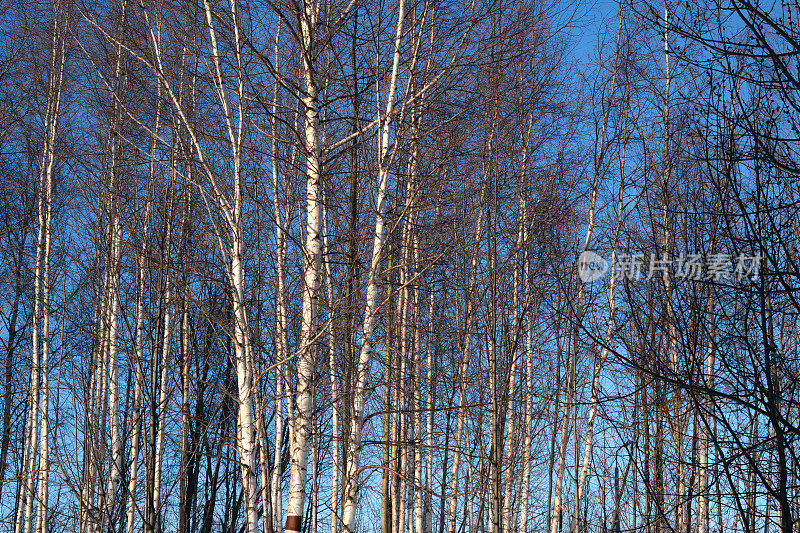 冬天的白桦林和蓝天。阳光灿烂的桦树。有许多一排排桦树的森林