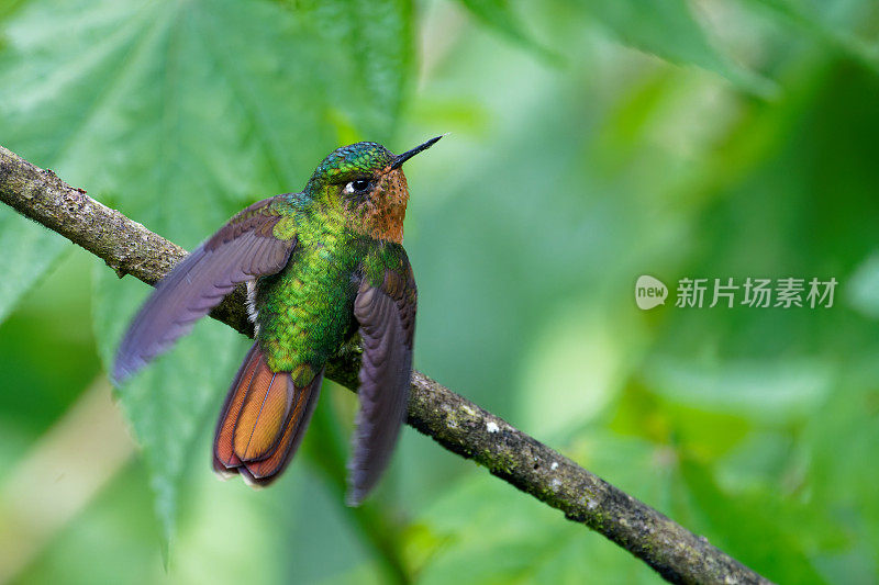 长尾精灵蜂鸟，雌性