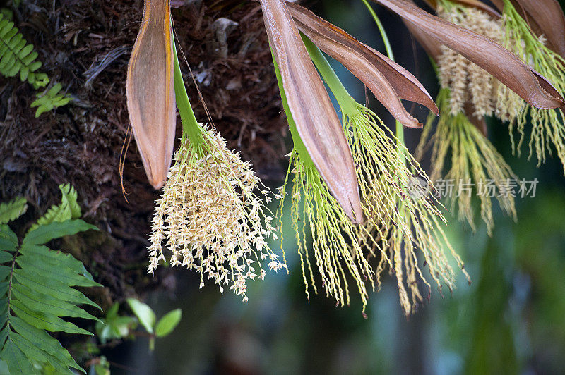 棕榈花和种子，哥斯达黎加的热带植物之一