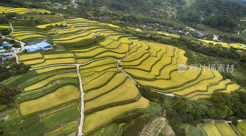 山坡稻田