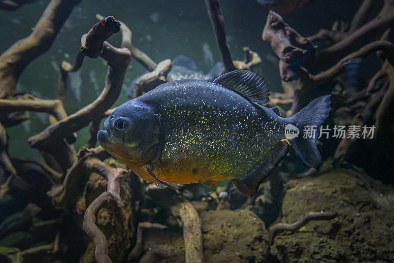 食人鱼在水下。危险好斗的鱼在黑暗的水虎鱼水族馆与根