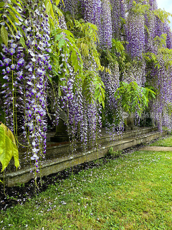紫色开花中国紫藤(紫藤)攀缘植物的特写图像，长花悬挂在木头和石头藤架，重点放在前景