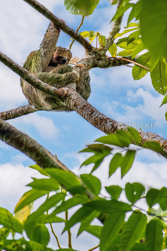 哥斯达黎加福尔图纳的三趾树懒