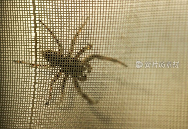 一只巨大的棕色蜘蛛在窗帘后面爬行