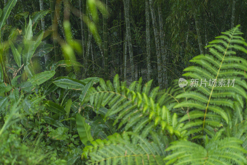 滋润了美丽森林里植物的雨水