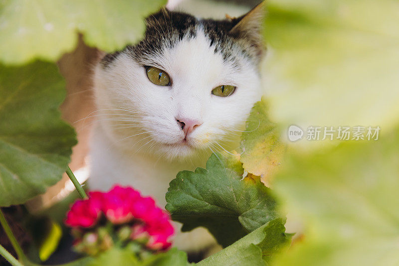 可爱的黄眼睛猫放松在绿色的开花花园