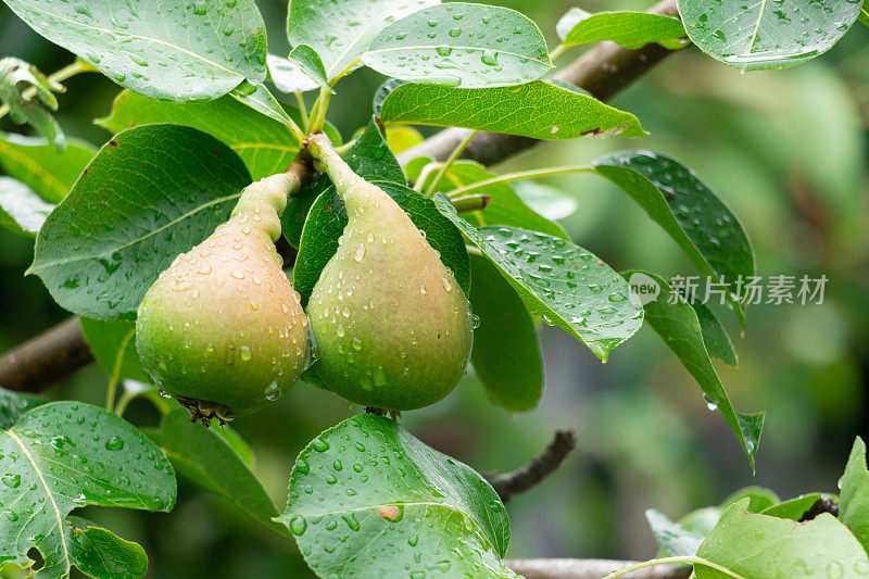 希腊莱姆诺斯乡村农场的一棵梨树